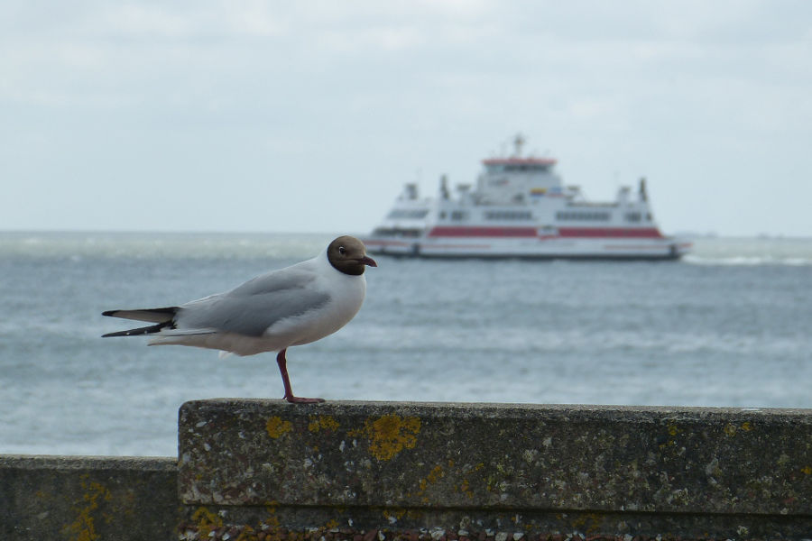 Fähre nach Föhr, Nordfriesland